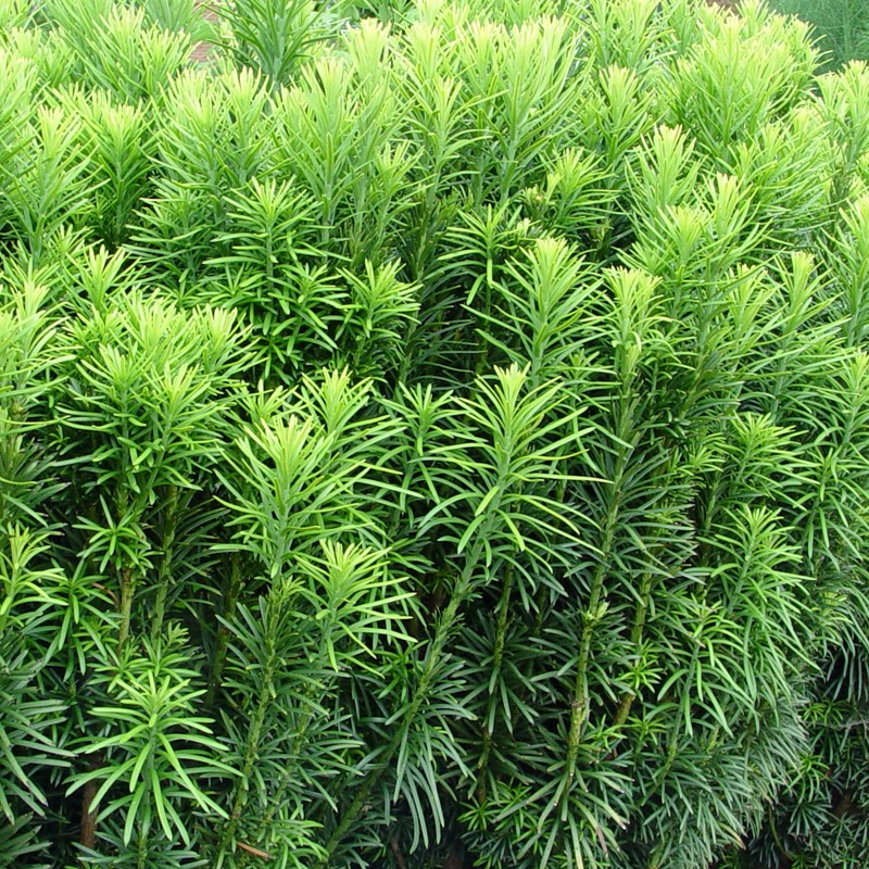 Cephalotaxus harringtonii 'Fastigiata'